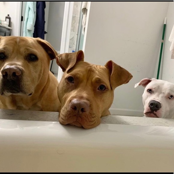 Meet your Poshers- Olivia, Natalie and Sharon - Picture 6 of 6